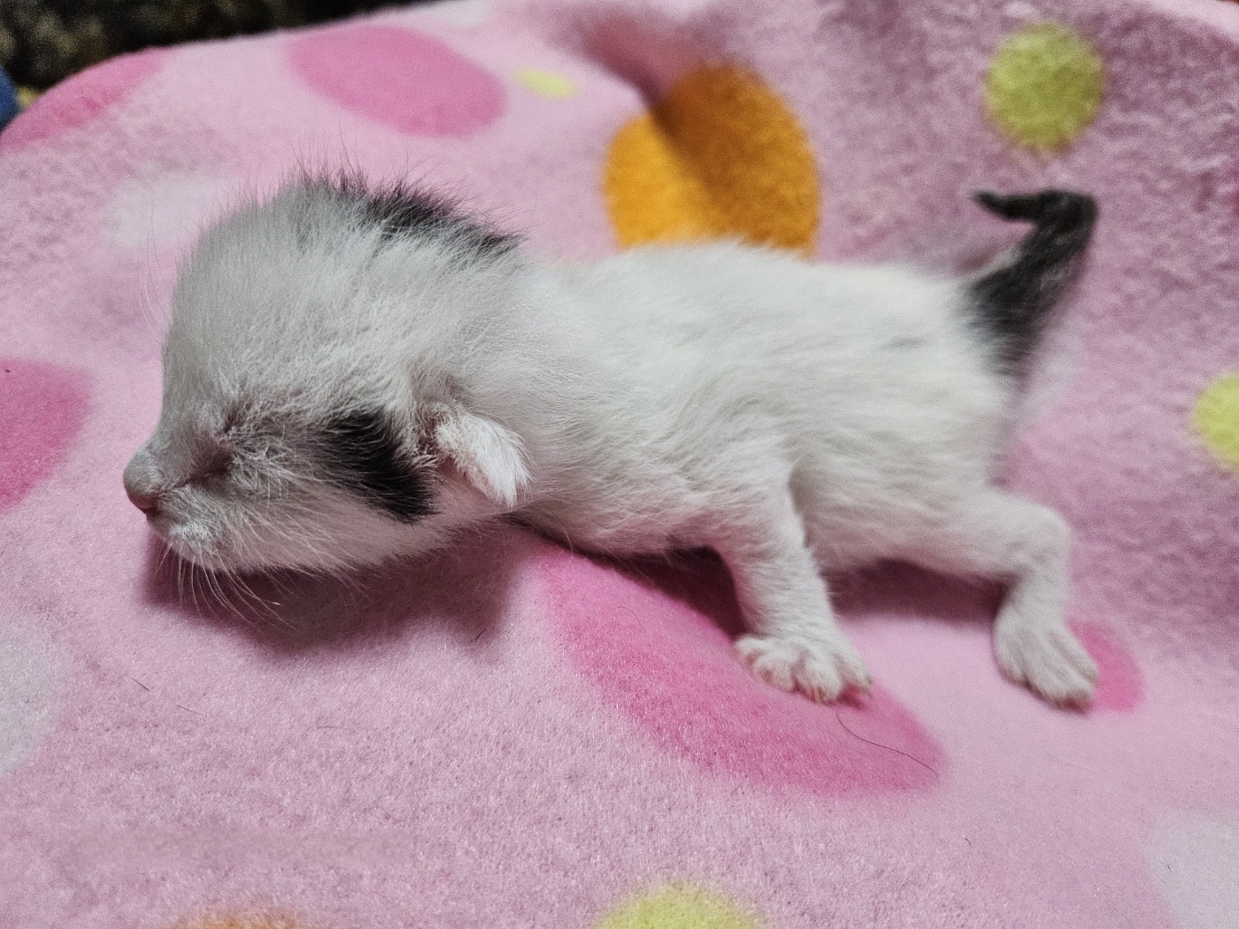 울산유기동물보호센터_431371202500217