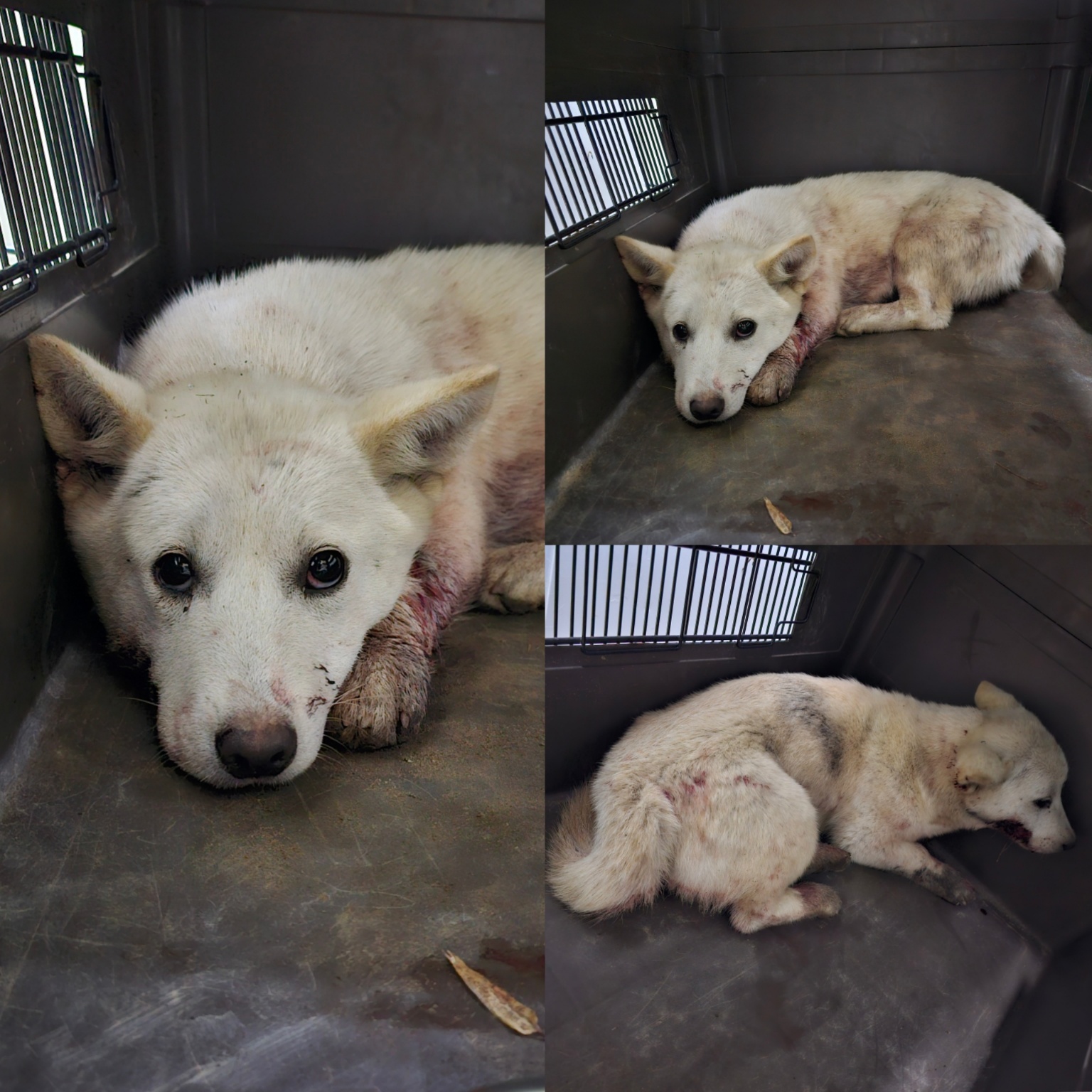 당진시동물보호소_444568202500243