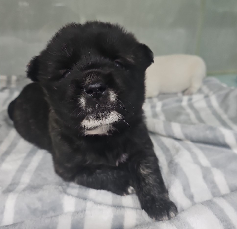 군산유기동물보호센터_445467202500721