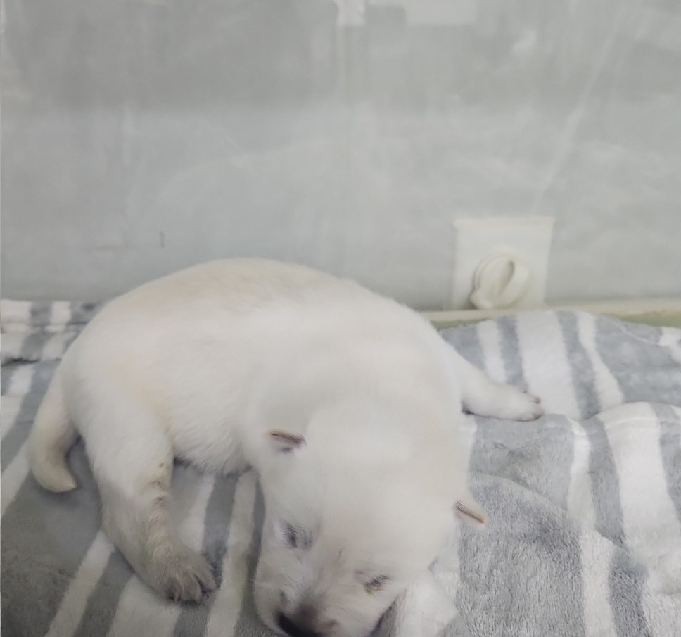군산유기동물보호센터_445467202500723
