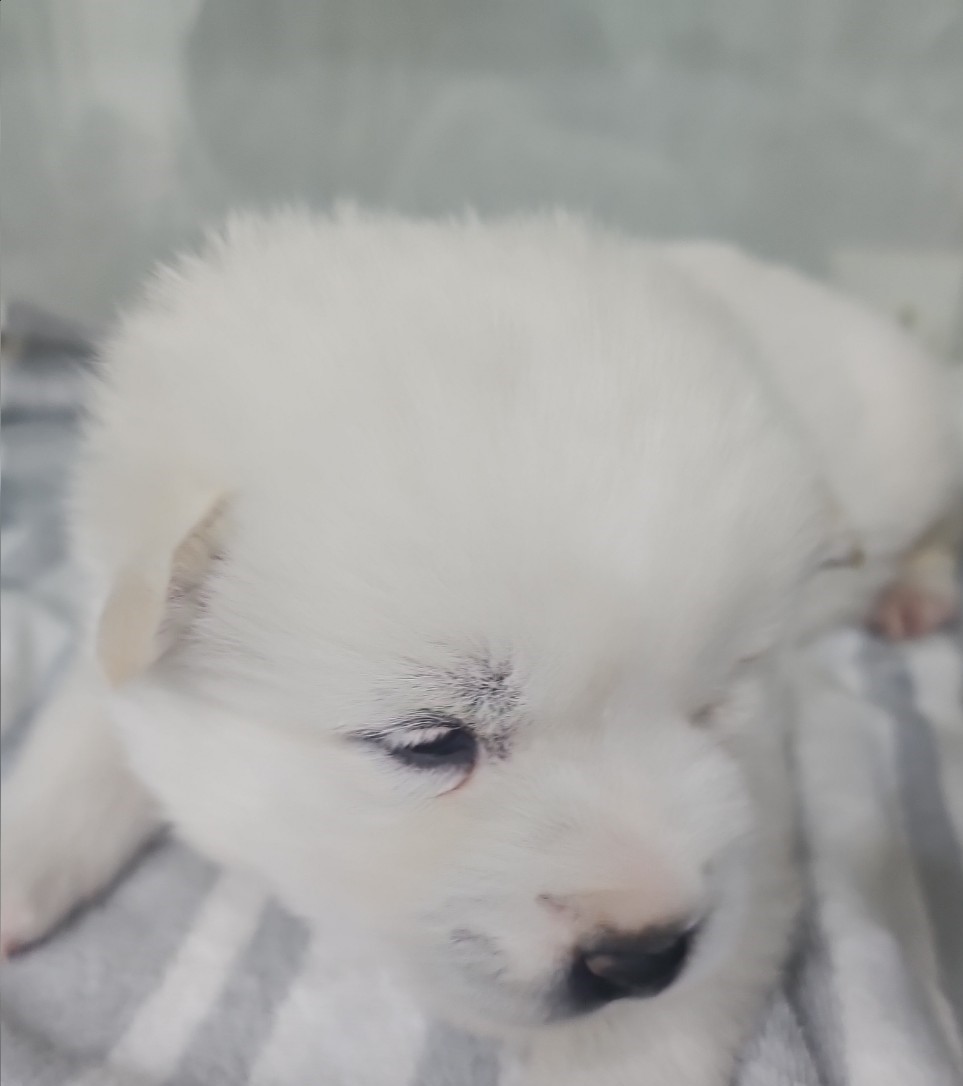 군산유기동물보호센터_445467202500722