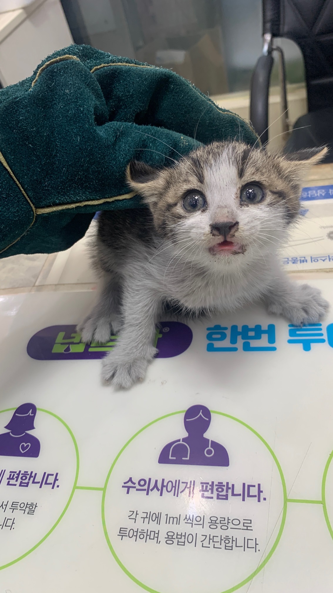 종료(입양) 한국 …