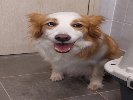 원주시동물보호센터_442419202500327