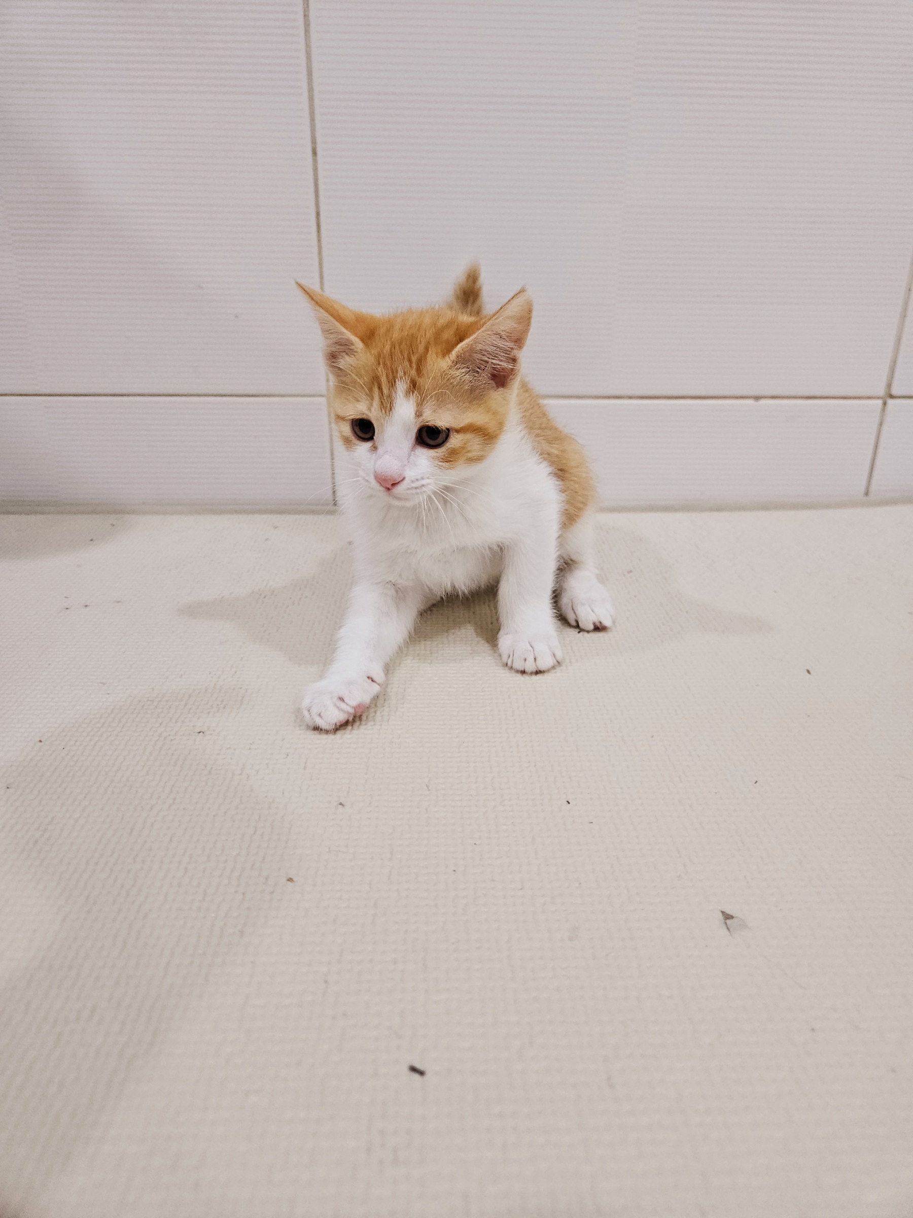 제니스동물병원_427346202500409