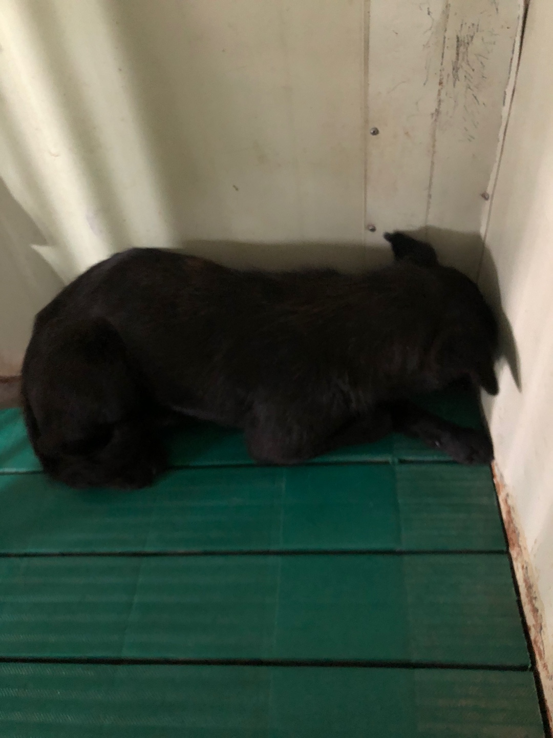 디디동물병원_428357202500573