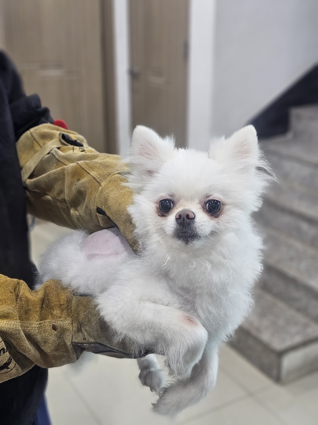 반려동물보호센터_443571202501753