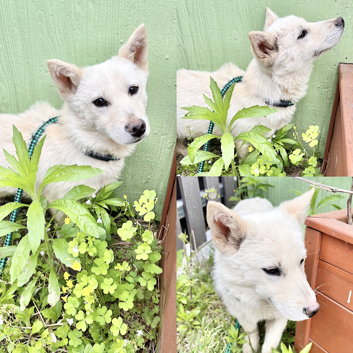 경주동물사랑보호센터_447505202500392