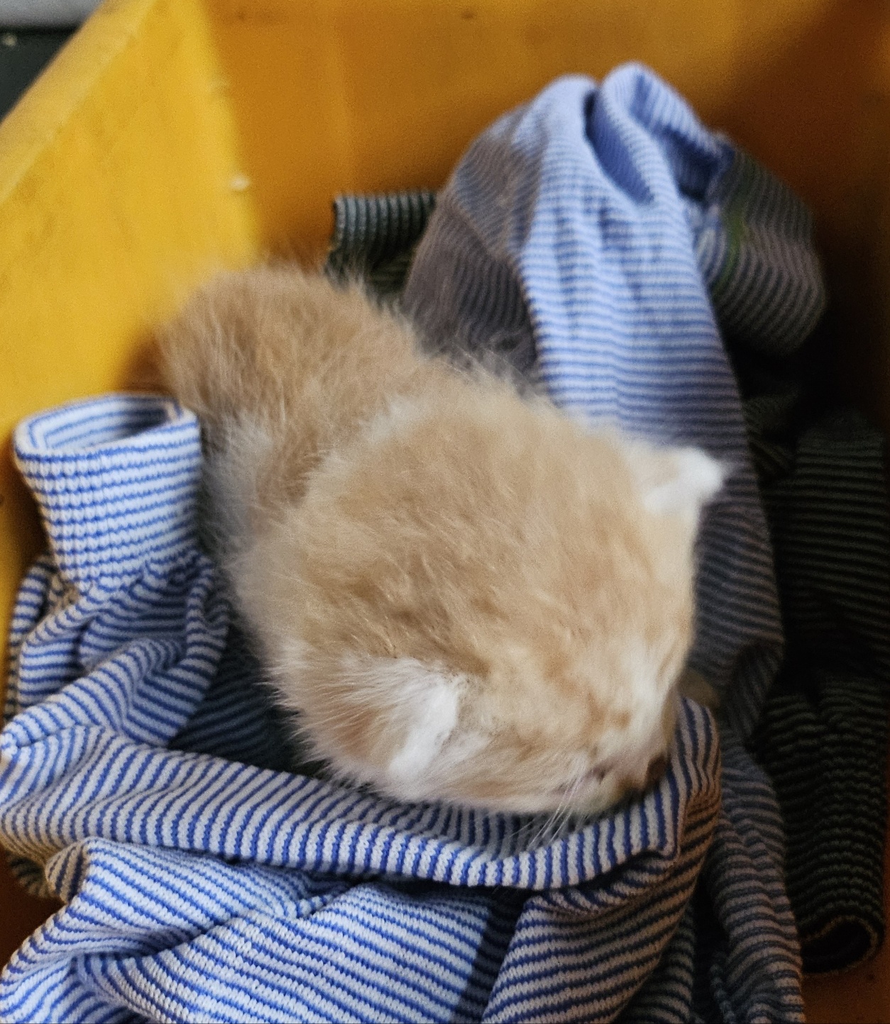 울산유기동물보호센터_431372202500254