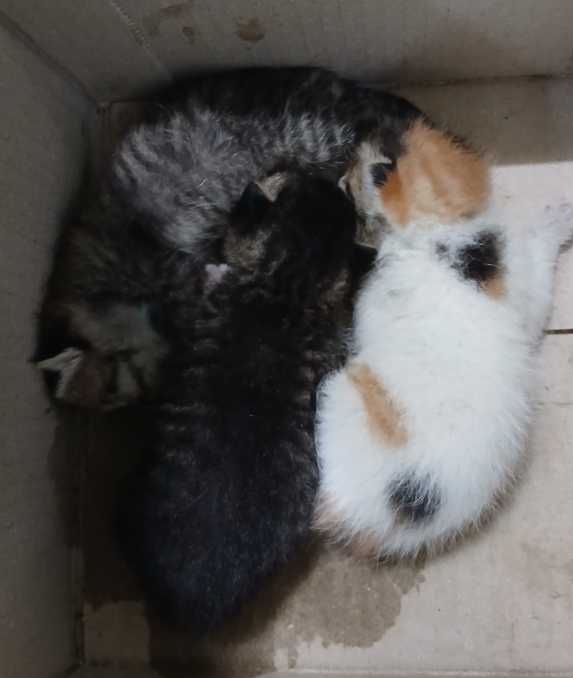 대구유기동물보호협회_427344202500118