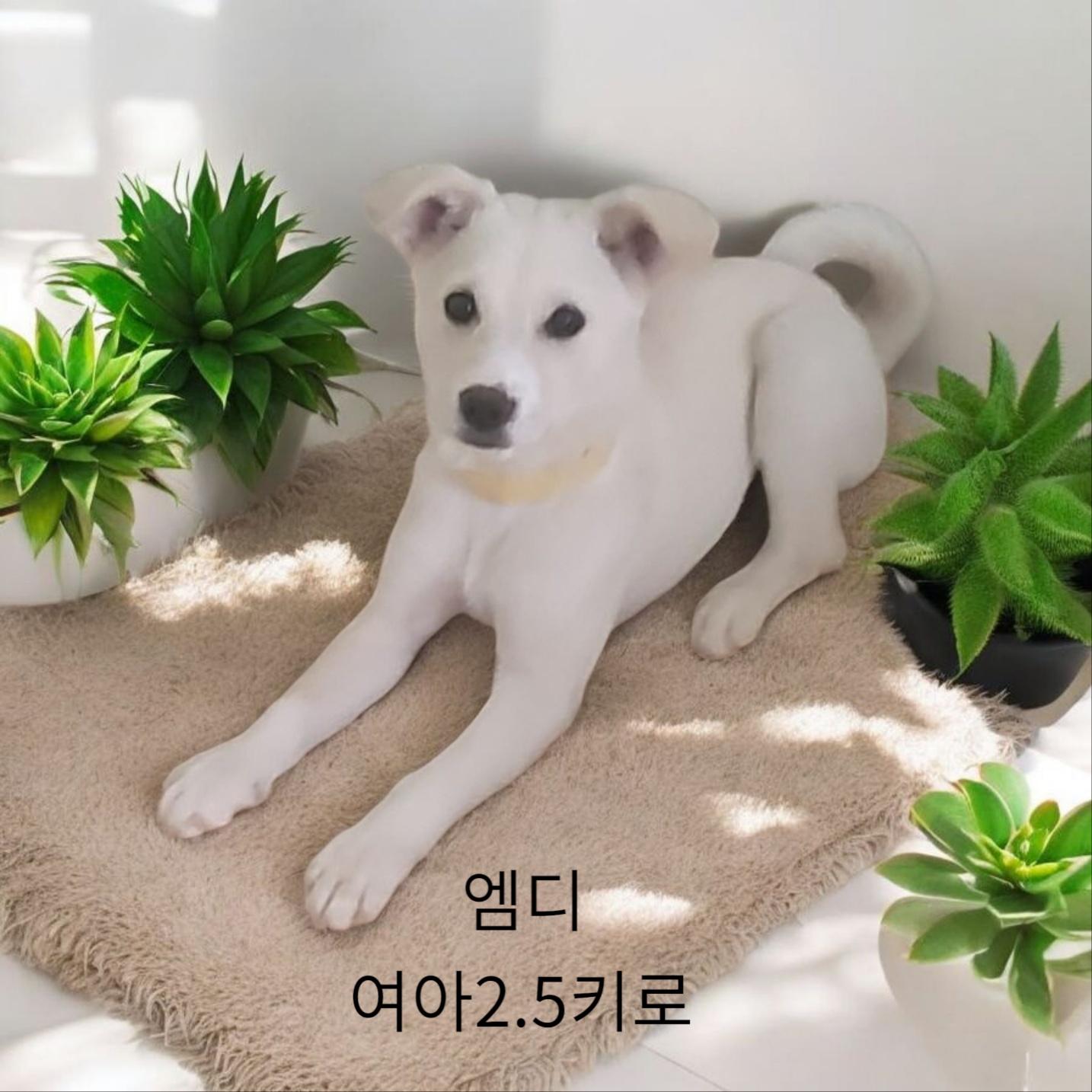 성주유기동물보호센터_447521202500205