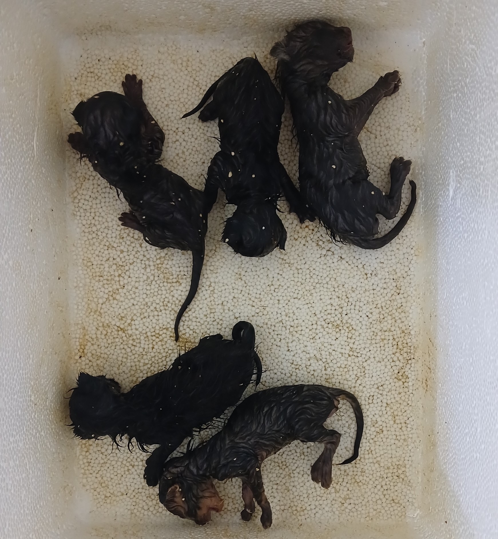 대구유기동물보호협회_427344202500119