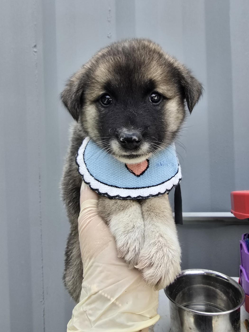 밀양시 동물보호센터_448536202500373