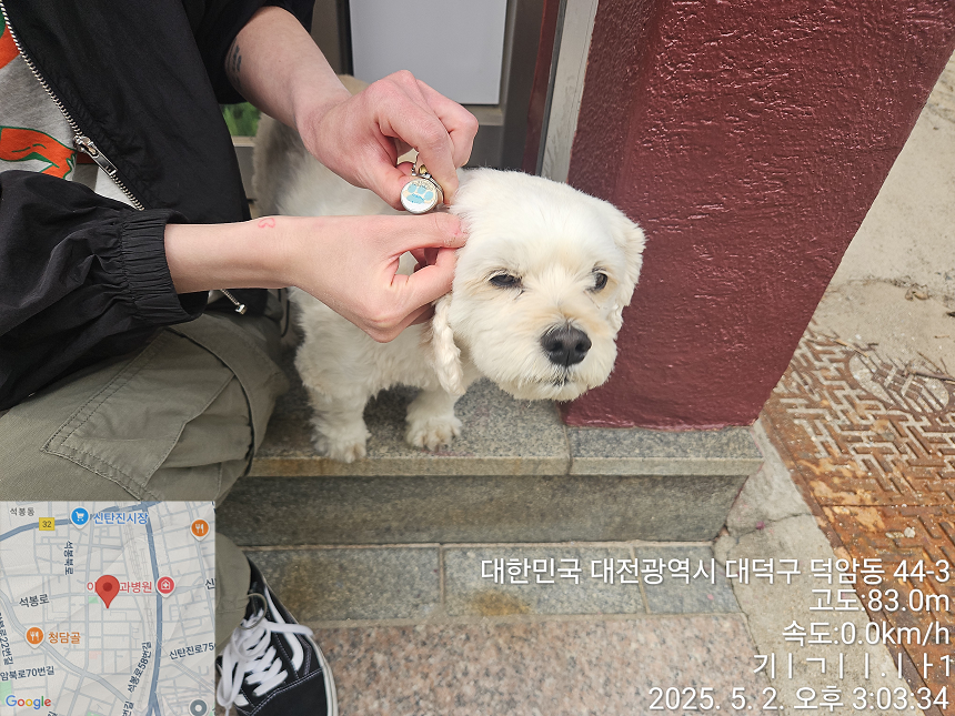 종료(반환) 믹스견…
