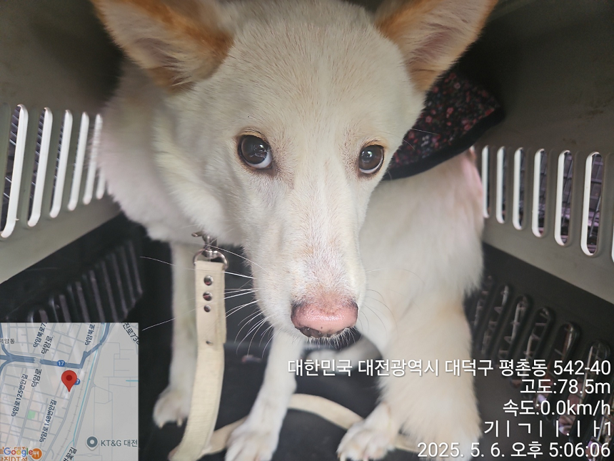 대전동물보호센터_430368202500142
