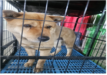 (사)동물보호관리협회_448535202500844