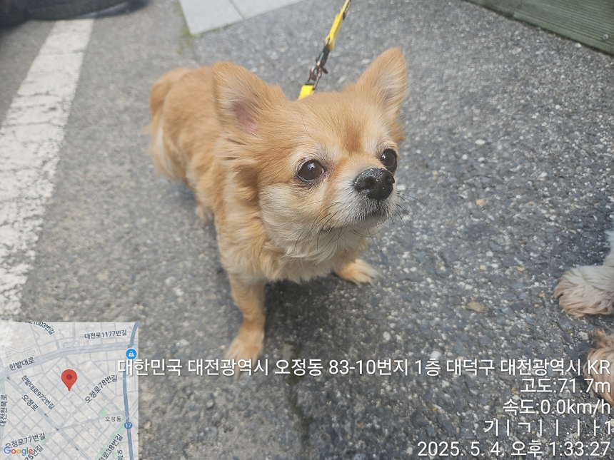 대전동물보호센터_430368202500140