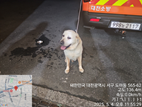 대전동물보호센터_430365202500136