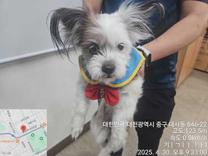 보호중 믹스견의 가…