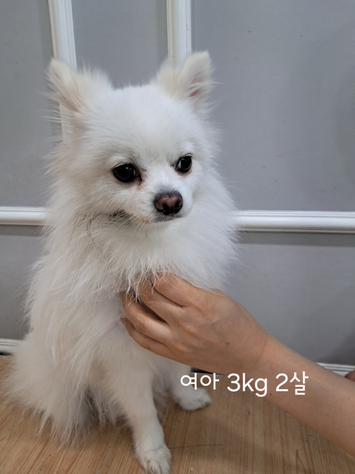 옥천동물병원_443443202500405