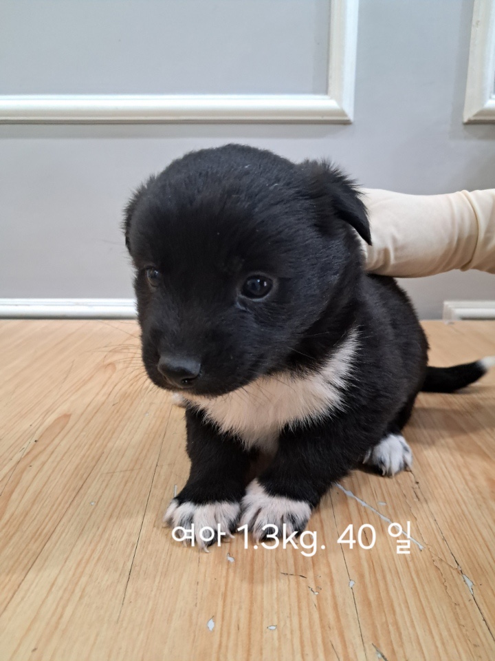 옥천동물병원_443443202500407