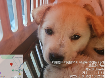 대전동물보호센터_430367202500307