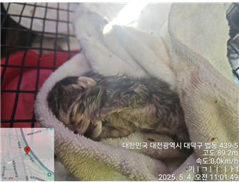 대전동물보호센터_430367202500309