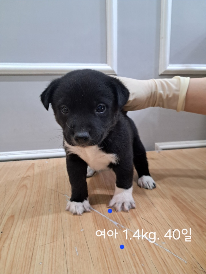 옥천동물병원_443443202500409