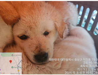 대전동물보호센터_430367202500308