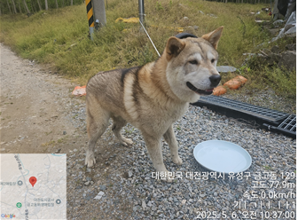 대전동물보호센터_430367202500311