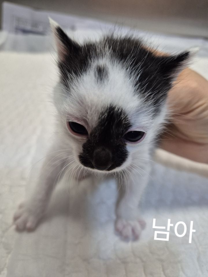 보호중 한국 고양이…
