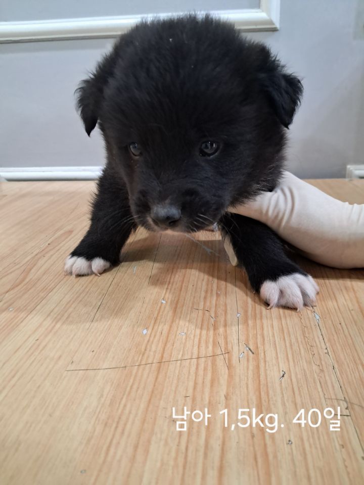 옥천동물병원_443443202500408