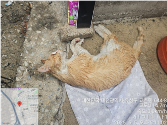 대전동물보호센터_430367202500310