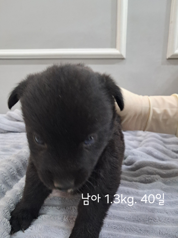 옥천동물병원_443443202500411