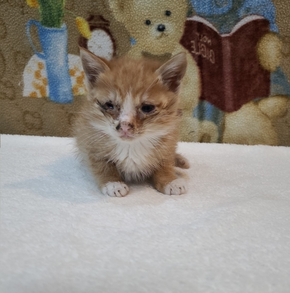 군산유기동물보호센터_445467202500727