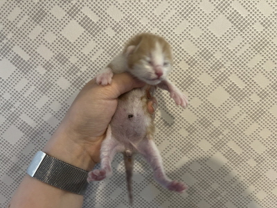 (사)동부동물보호협회_426331202500151