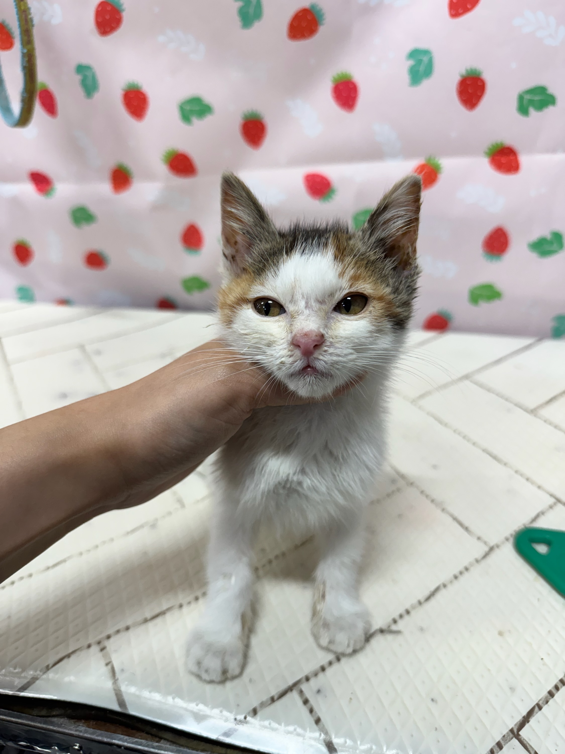 보호중 한국 고양이…