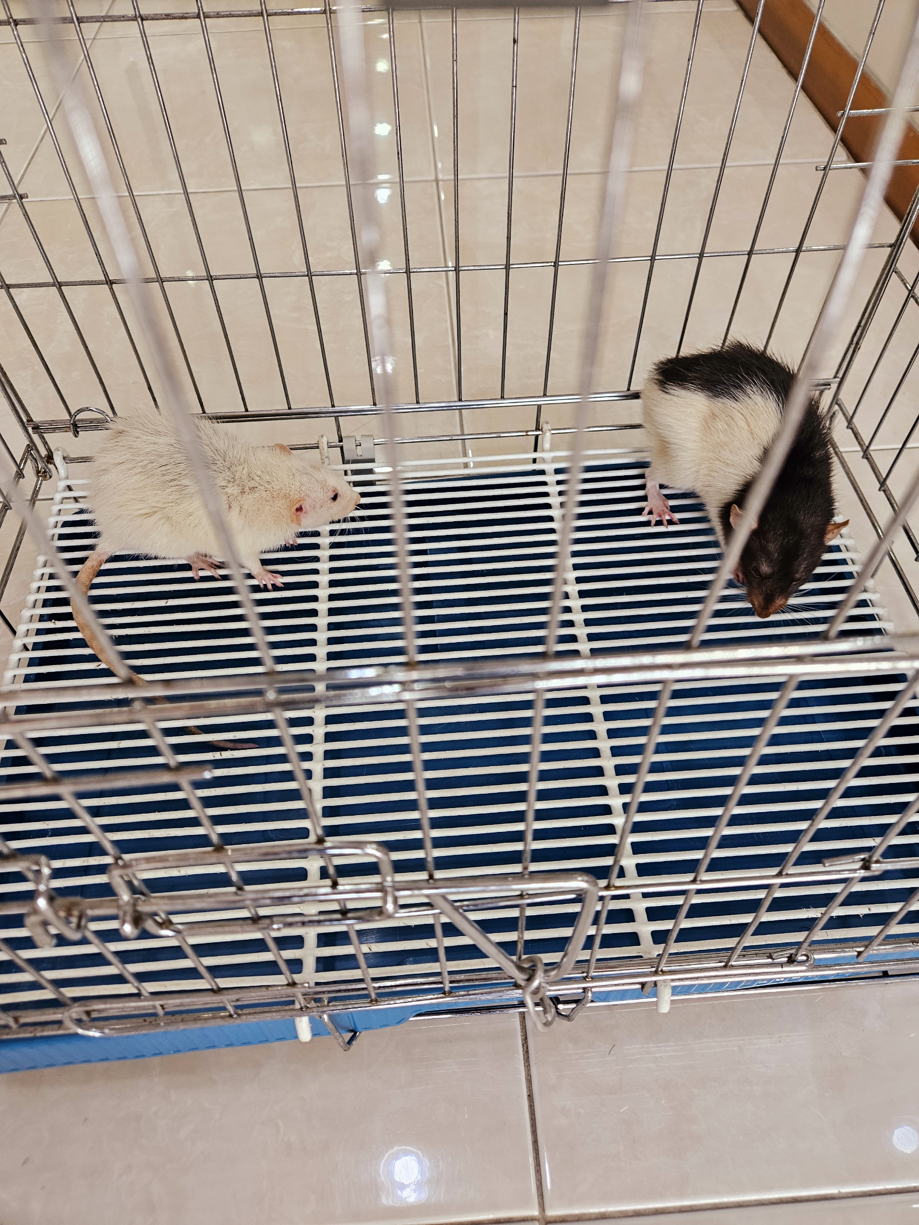 제니스동물병원_427346202500413