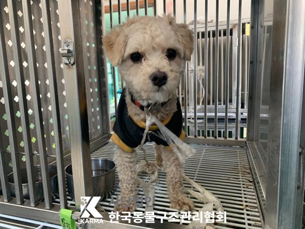 종료(기증) 믹스견…