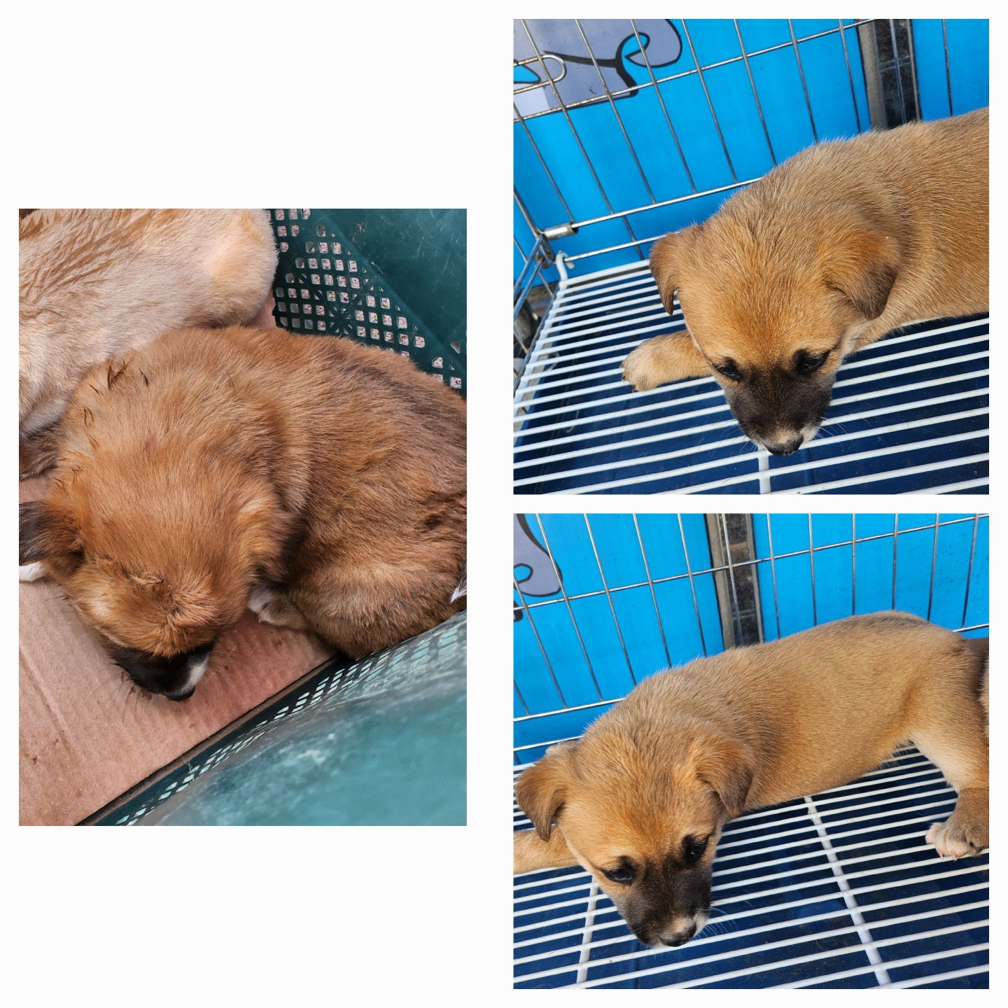 종합축산_447512202500344