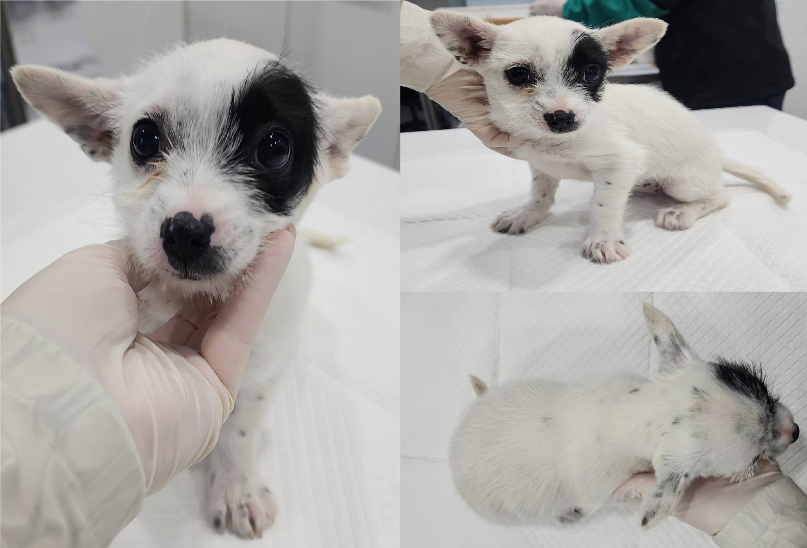 서산시 동물보호센터_444453202500652