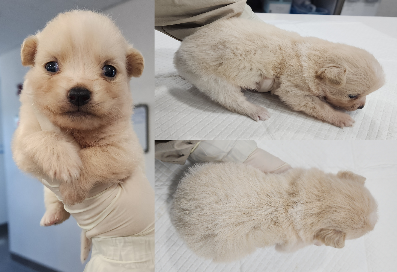 서산시 동물보호센터_444453202500646