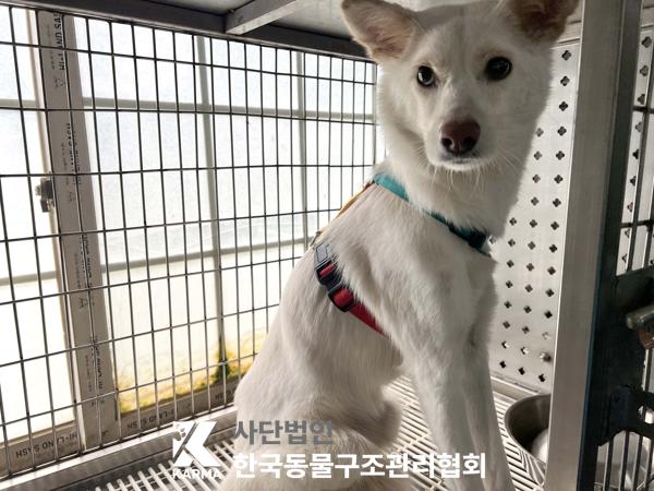 한국동물구조관리협회_411304202500222
