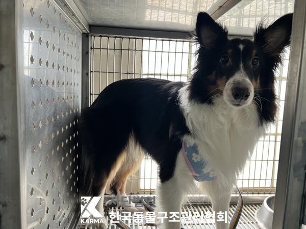 한국동물구조관리협회_411322202500225