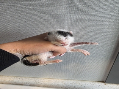 동부동물보호협회_426335202500172