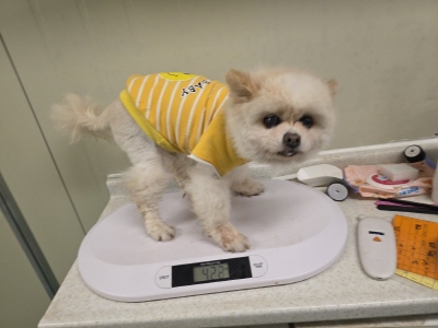동부동물보호협회_426335202500170