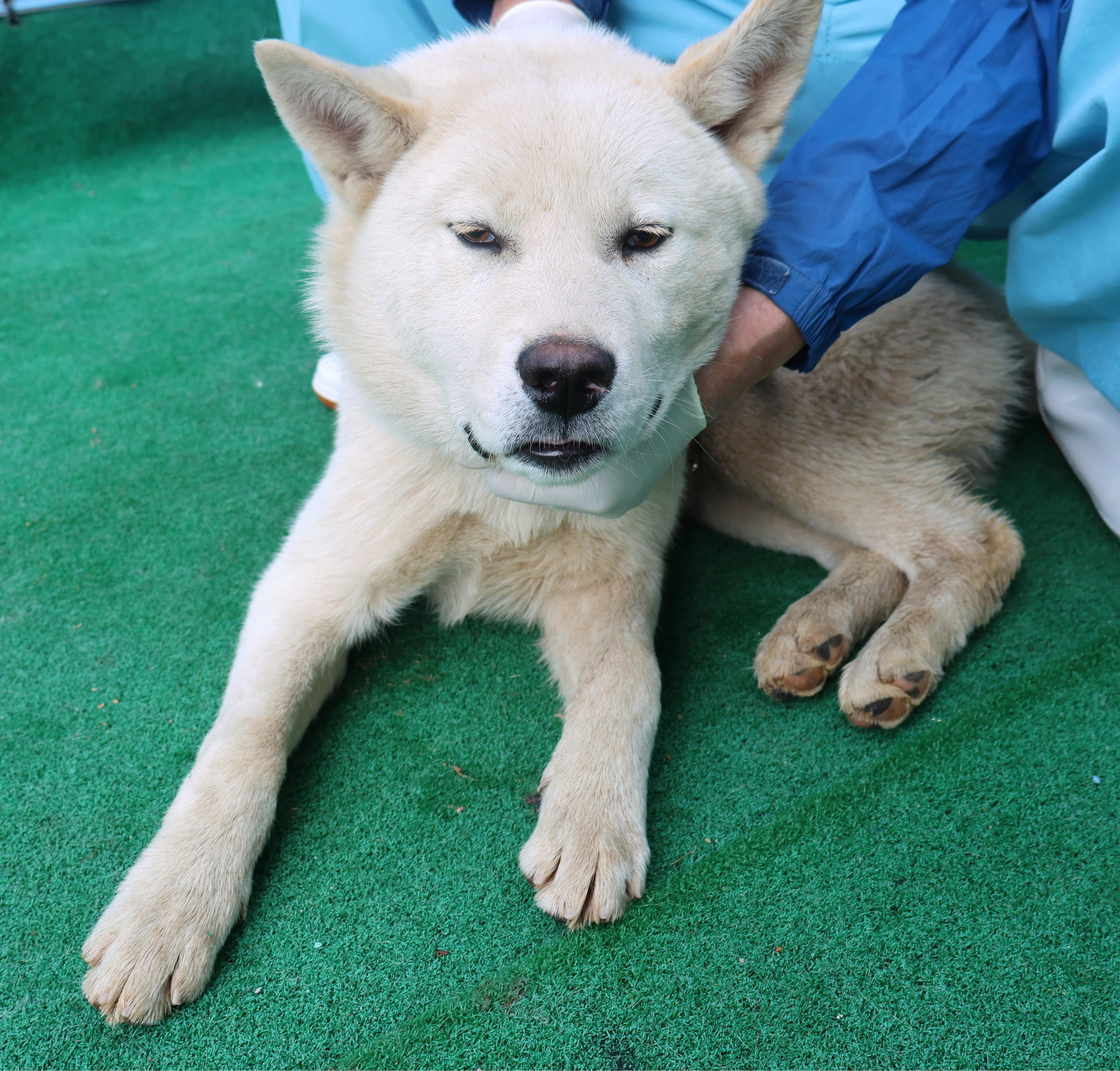 제주 동물보호센터_450650202501048