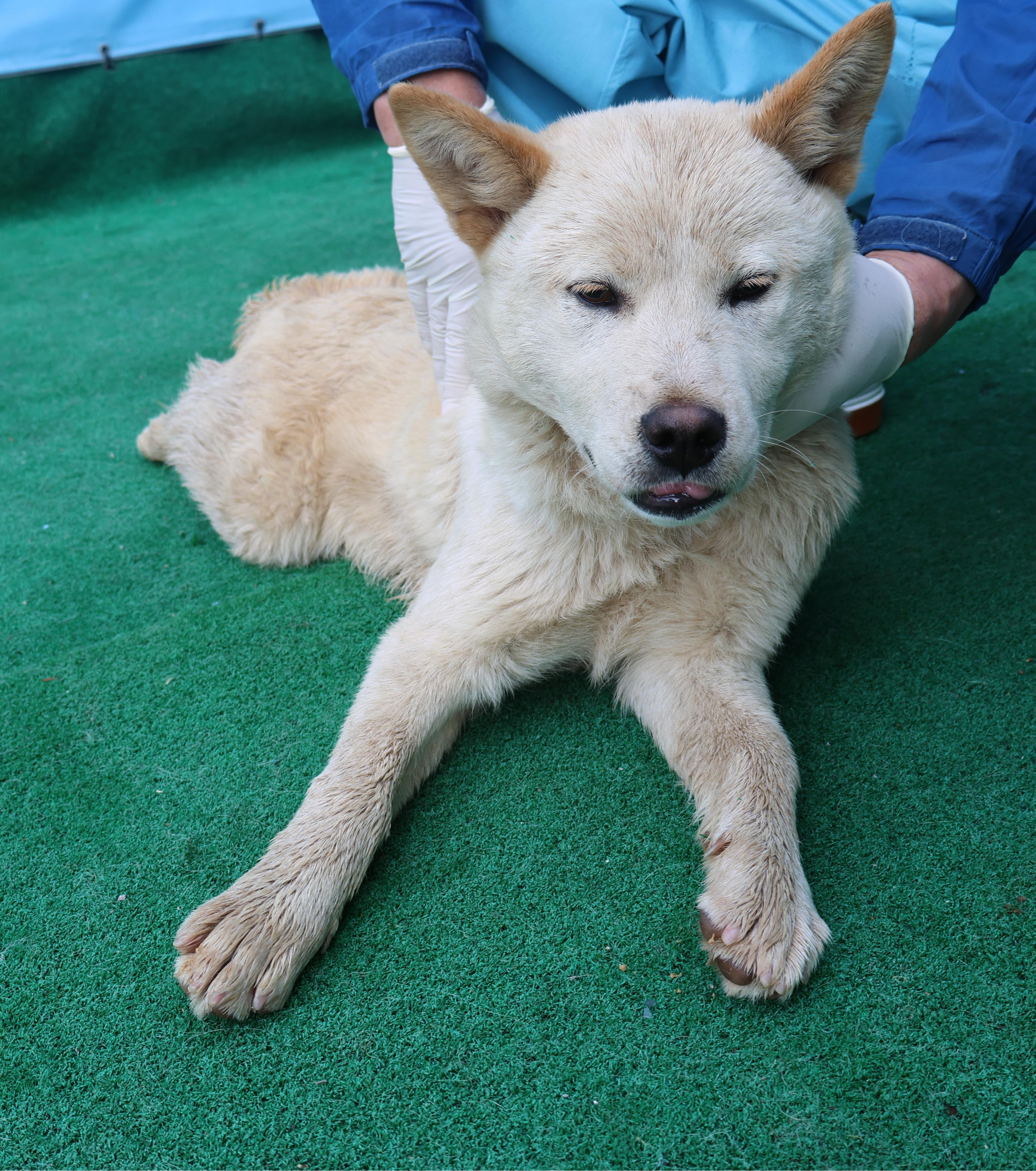 제주 동물보호센터_450650202501049