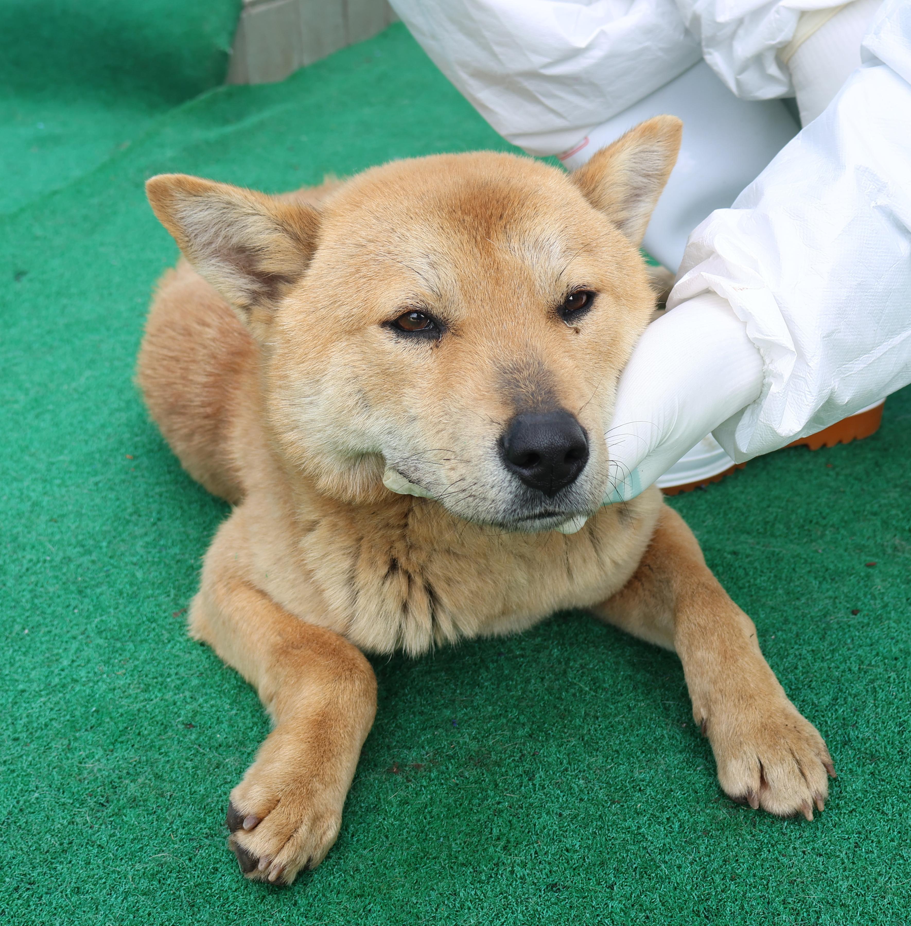 제주 동물보호센터_450650202501058
