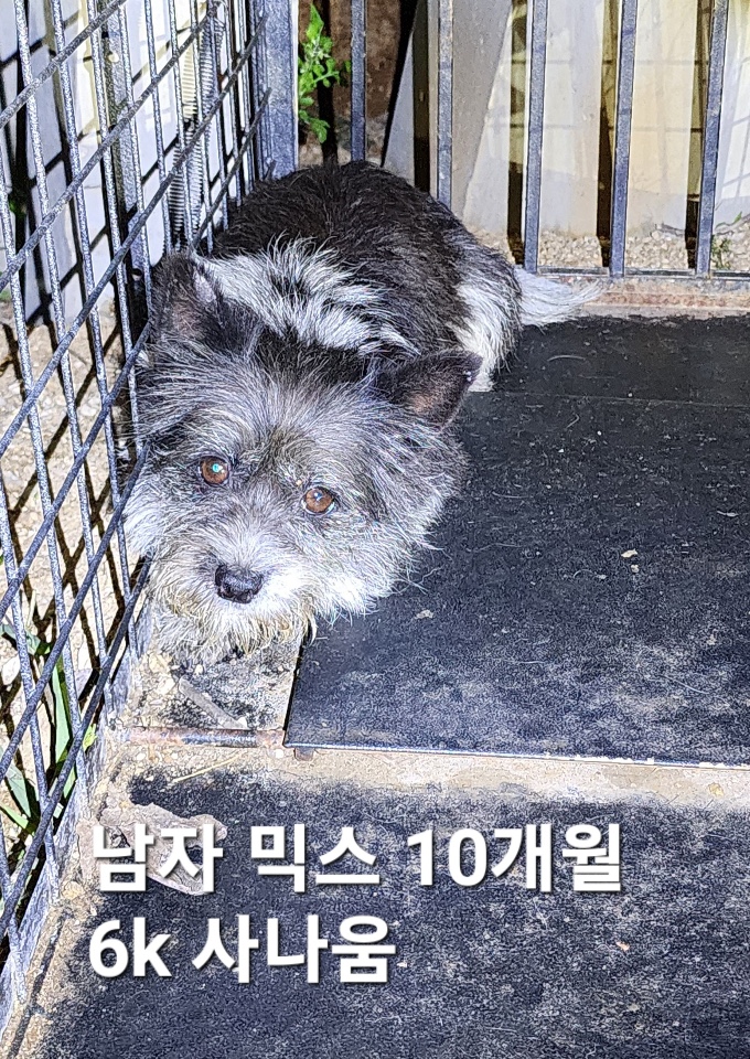 옥천동물병원_443443202500421