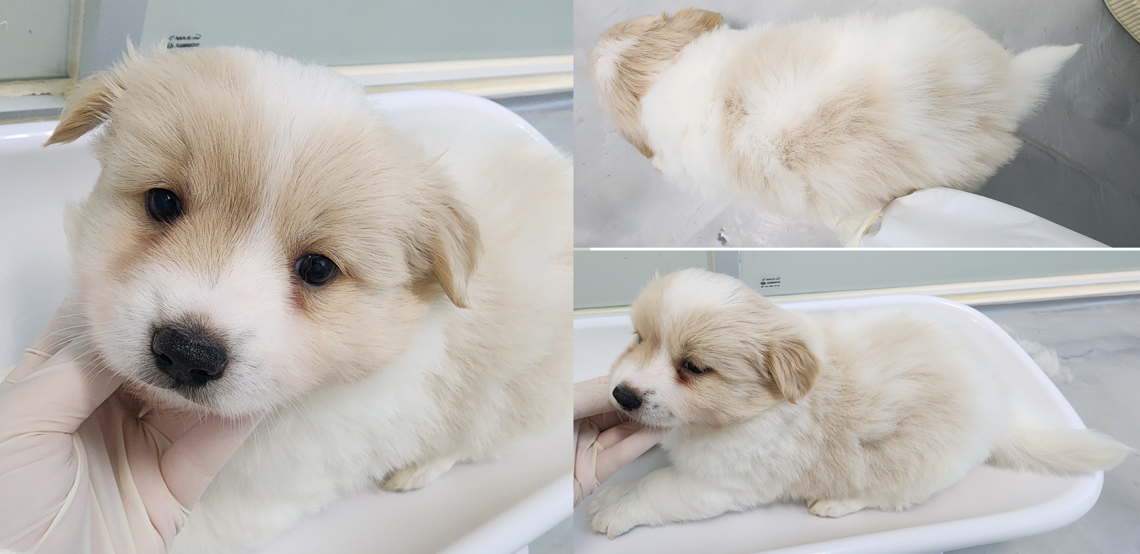 서산시 동물보호센터_444453202500657